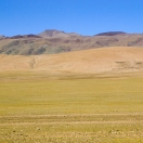 Тибетская антилопа