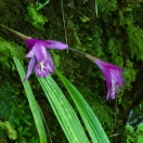 Orchids on moss