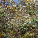 A trail through rhododendron grove