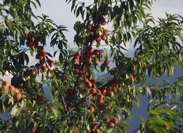 И обильно плодоносящие персиковые деревья. Местные жители не успевают съедать столько персиков, большая их часть отправляется на корм для скота.